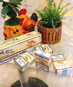 Camel Không Đầu Lọc Camel Non Filter